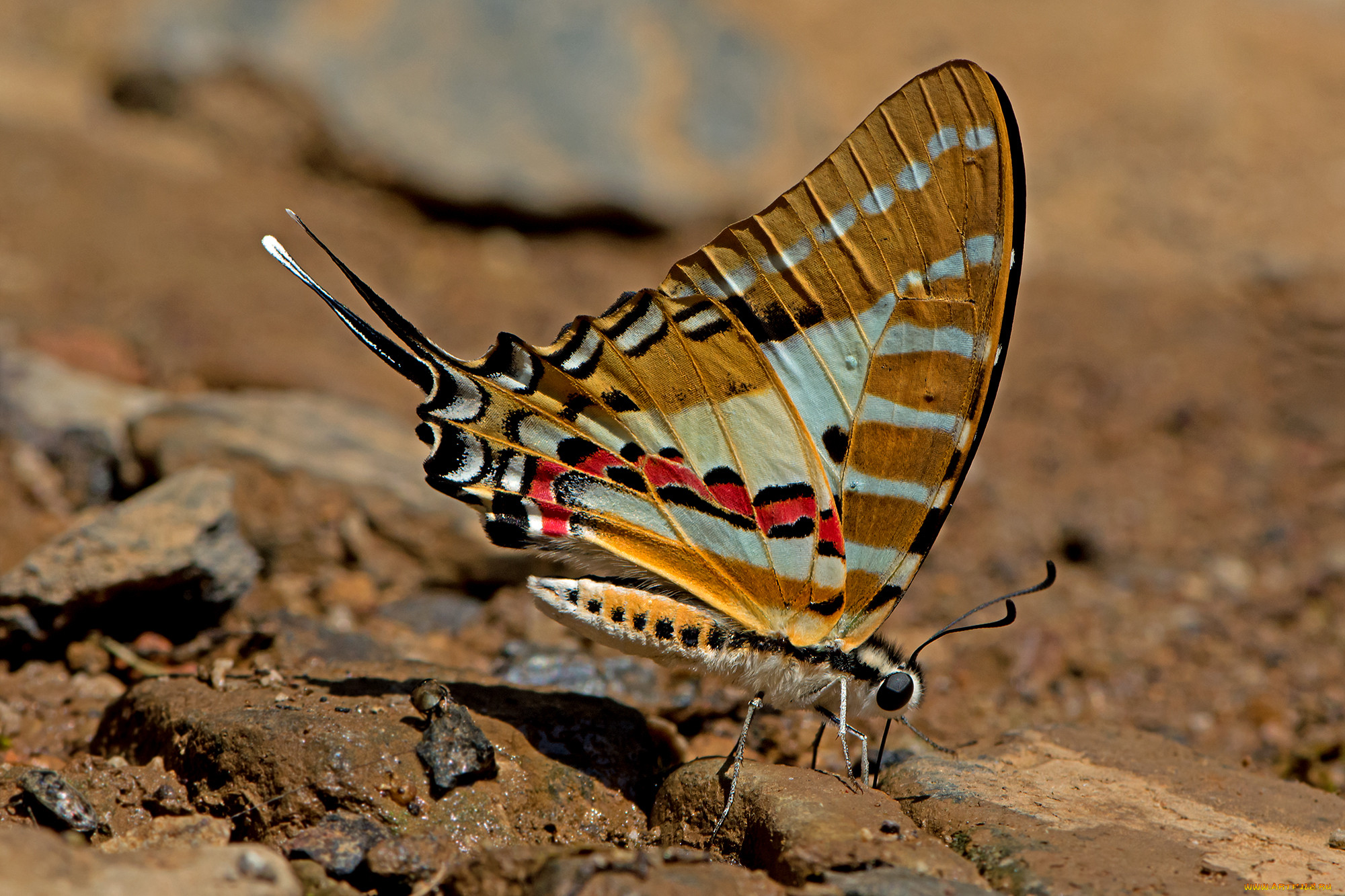 graphium nomius - spot swordtail, , ,  ,  , 